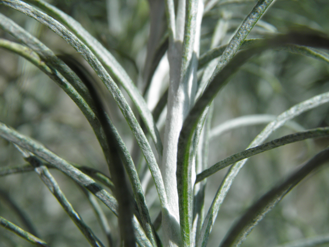 Ericameria nauseosa (Rubber rabbitbrush) #82537