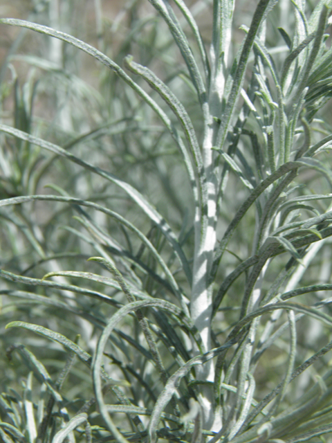 Ericameria nauseosa (Rubber rabbitbrush) #82538