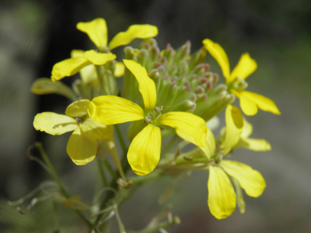 Erysimum capitatum (Sand-dune wallflower) #82573