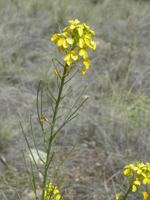 Erysimum capitatum (Sand-dune wallflower) #82576