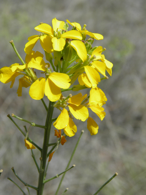 Erysimum capitatum (Sand-dune wallflower) #82577