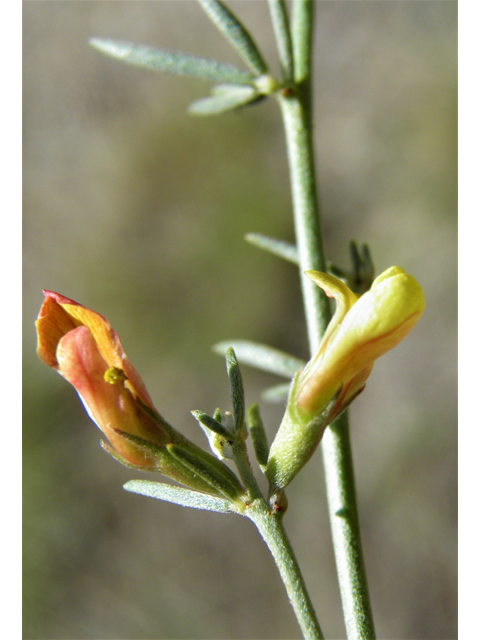 Lotus wrightii (Wright's deervetch) #82609