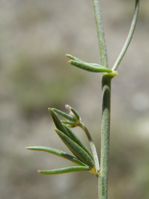 Lotus wrightii (Wright's deervetch) #82610