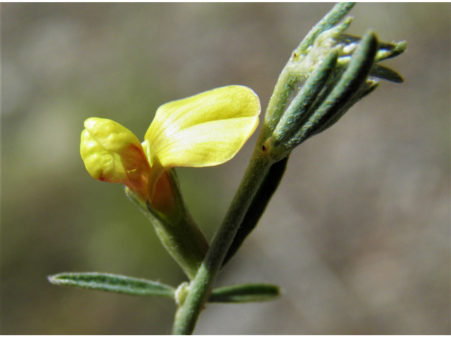 Lotus wrightii (Wright's deervetch) #82612