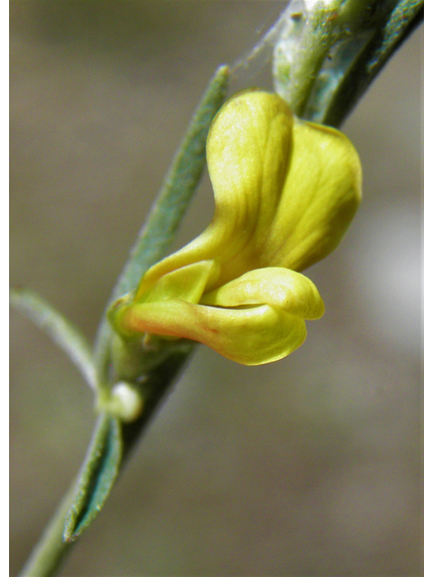 Lotus wrightii (Wright's deervetch) #82613