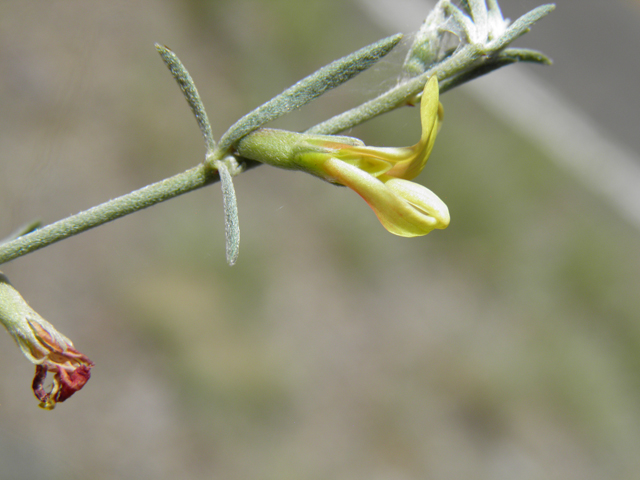 Lotus wrightii (Wright's deervetch) #82614