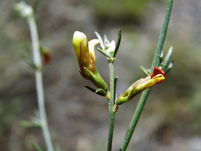 Lotus wrightii (Wright's deervetch) #82615