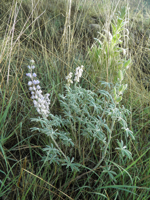 Lupinus palmeri (Bluebonnet lupine) #82618