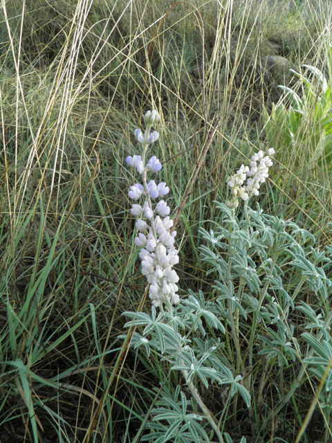 Lupinus palmeri (Bluebonnet lupine) #82619