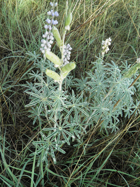 Lupinus palmeri (Bluebonnet lupine) #82620