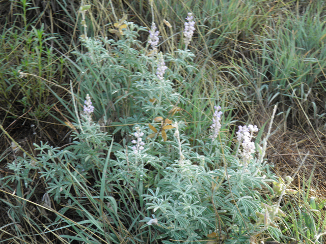 Lupinus palmeri (Bluebonnet lupine) #82624