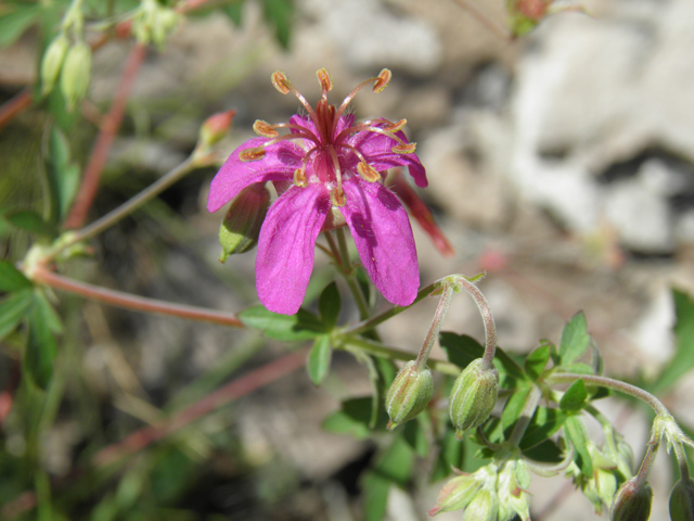 Geranium caespitosum (Pineywoods geranium) #82648