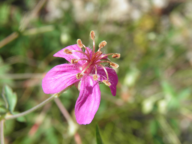 Geranium caespitosum (Pineywoods geranium) #82649