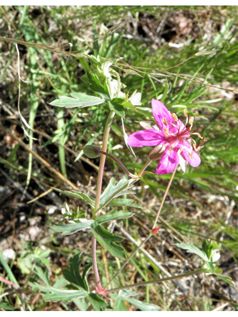 Geranium caespitosum (Pineywoods geranium) #82650