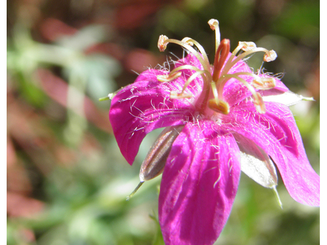 Geranium caespitosum (Pineywoods geranium) #82655