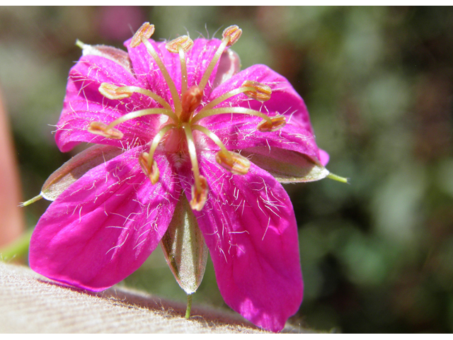 Geranium caespitosum (Pineywoods geranium) #82656