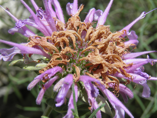 Monarda fistulosa var. menthifolia (Mintleaf bergamot) #82666