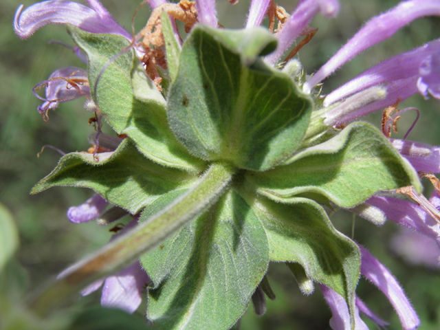 Monarda fistulosa var. menthifolia (Mintleaf bergamot) #82668