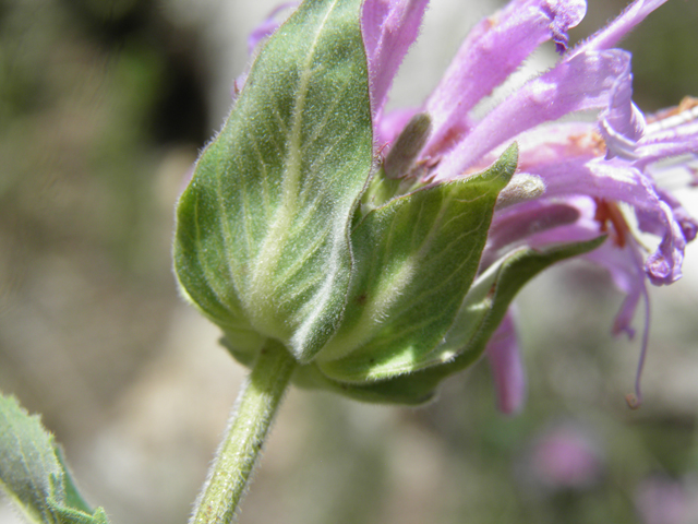 Monarda fistulosa var. menthifolia (Mintleaf bergamot) #82671