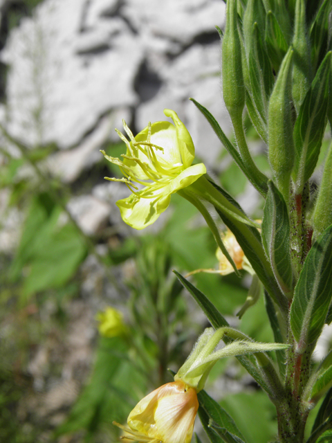 Oenothera elata (Hooker's evening-primrose) #82689