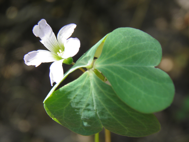 Oxalis alpina (Alpine woodsorrel) #82693