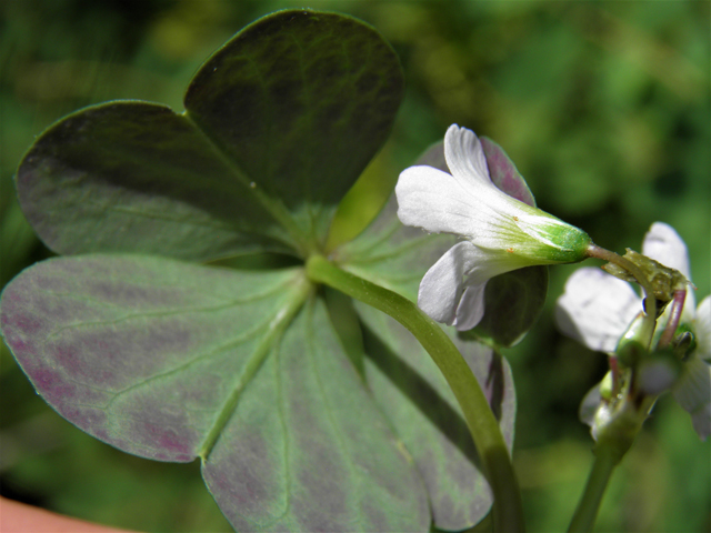 Oxalis alpina (Alpine woodsorrel) #82694