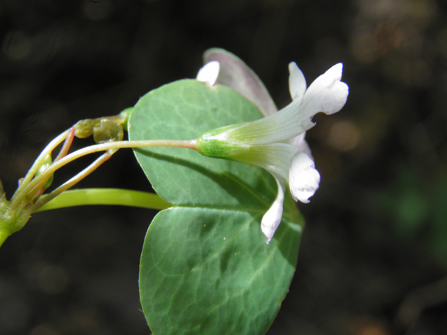 Oxalis alpina (Alpine woodsorrel) #82695