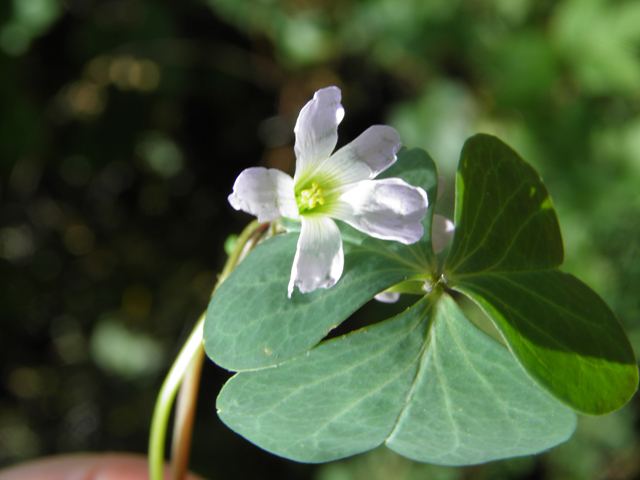 Oxalis alpina (Alpine woodsorrel) #82696