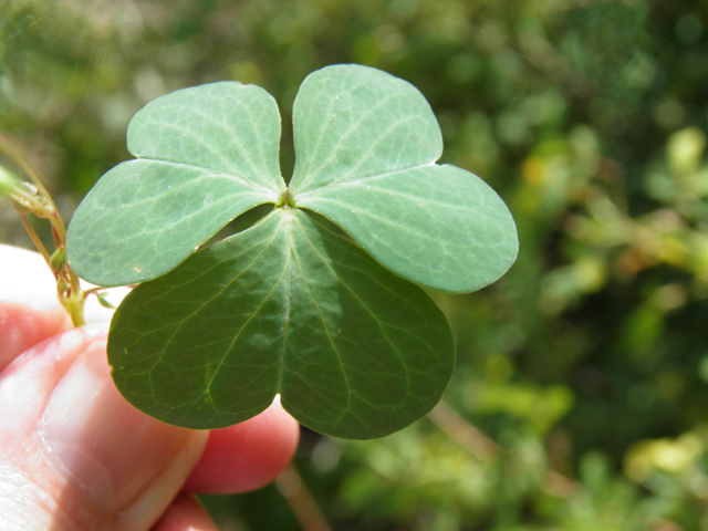 Oxalis alpina (Alpine woodsorrel) #82697