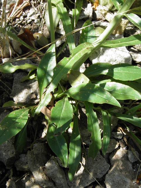 Penstemon barbatus (Scarlet bugler) #82702