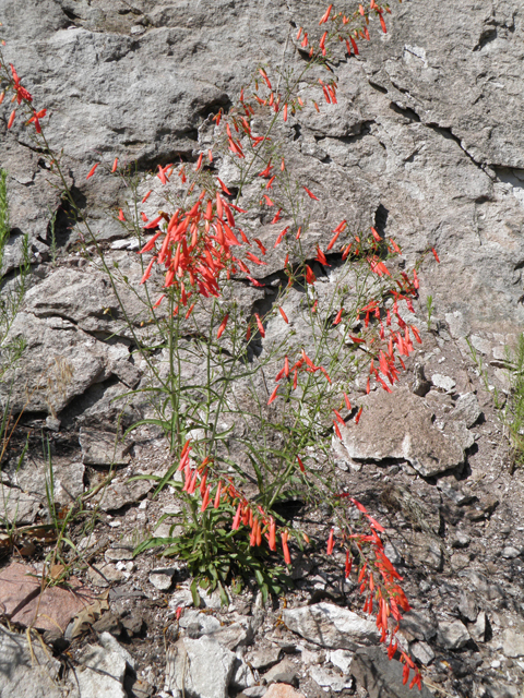 Penstemon barbatus (Scarlet bugler) #82703