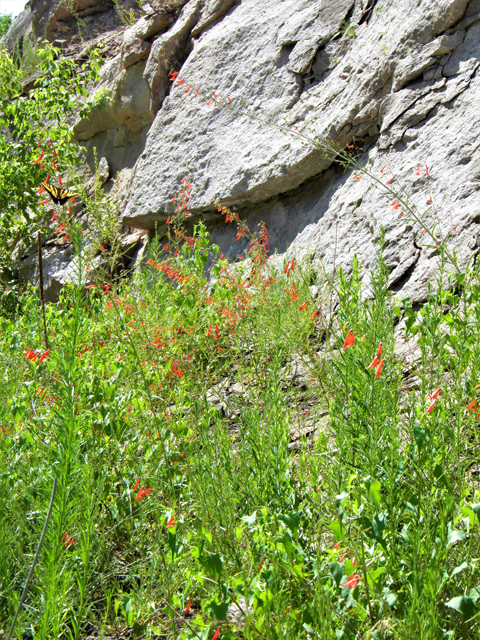 Penstemon barbatus (Scarlet bugler) #82705