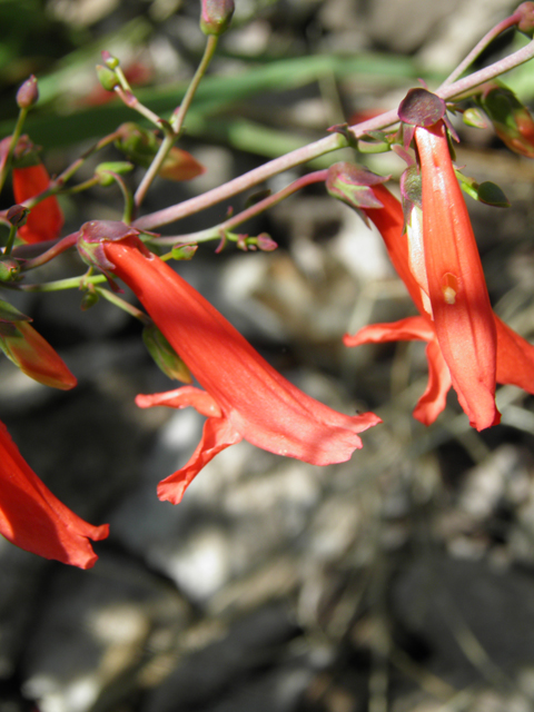 Penstemon barbatus (Scarlet bugler) #82708