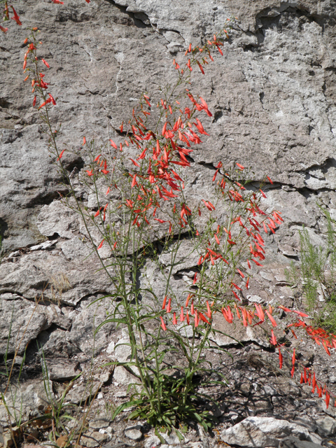 Penstemon barbatus (Scarlet bugler) #82711