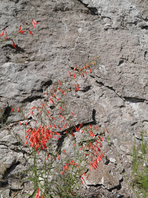 Penstemon barbatus (Scarlet bugler) #82712