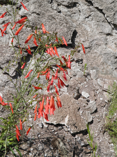 Penstemon barbatus (Scarlet bugler) #82713