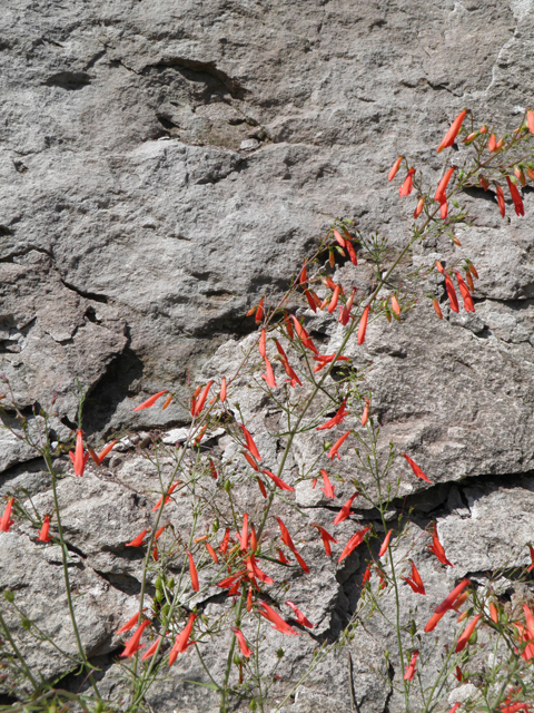 Penstemon barbatus (Scarlet bugler) #82714