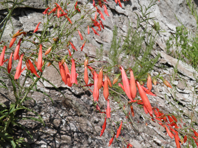 Penstemon barbatus (Scarlet bugler) #82716