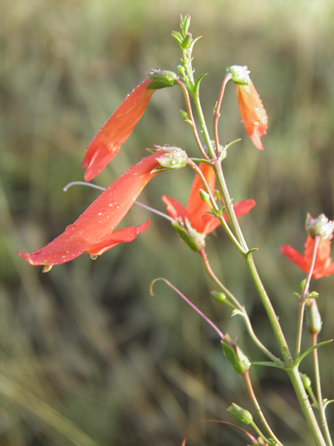 Penstemon barbatus (Scarlet bugler) #82718