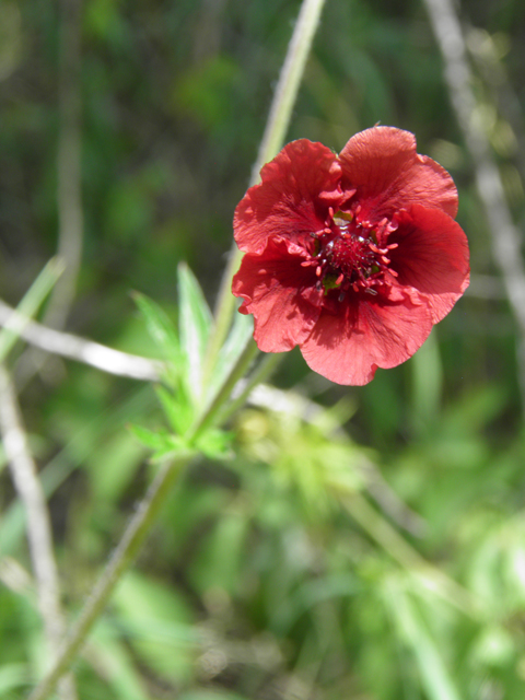 Potentilla thurberi (Scarlet cinquefoil) #82739