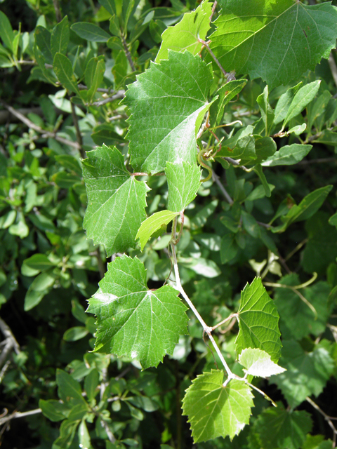 Vitis arizonica (Canyon grape) #82760