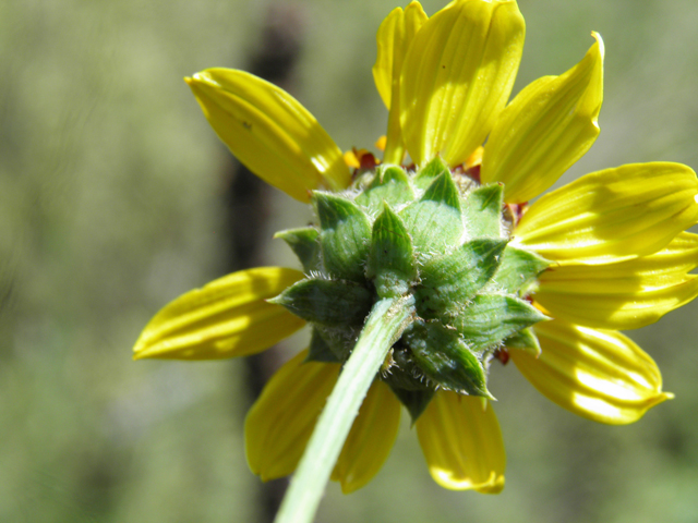 Helianthus ciliaris (Texas blueweed) #82794