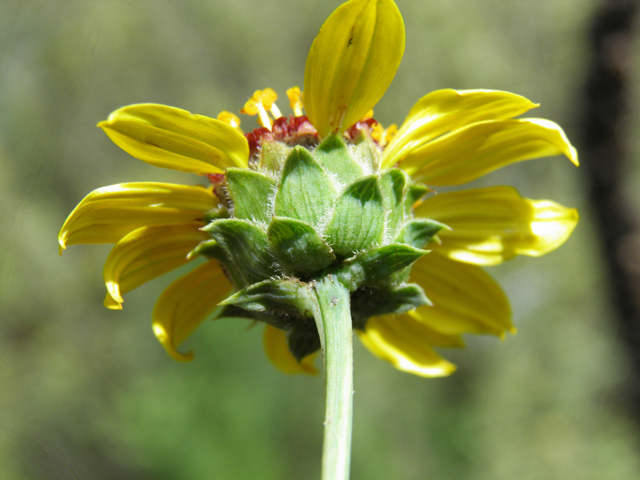 Helianthus ciliaris (Texas blueweed) #82795