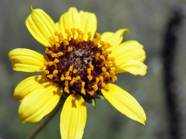 Helianthus ciliaris (Texas blueweed) #82796