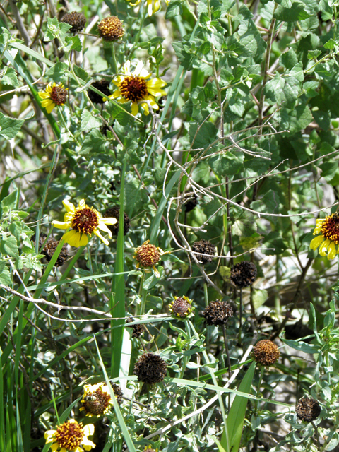 Helianthus ciliaris (Texas blueweed) #82797