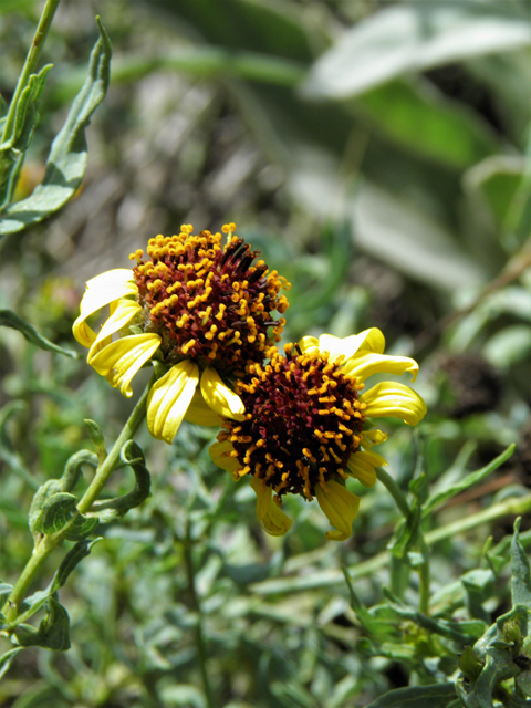 Helianthus ciliaris (Texas blueweed) #82798