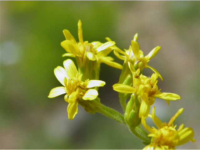 Solidago velutina (Threenerve goldenrod) #82832