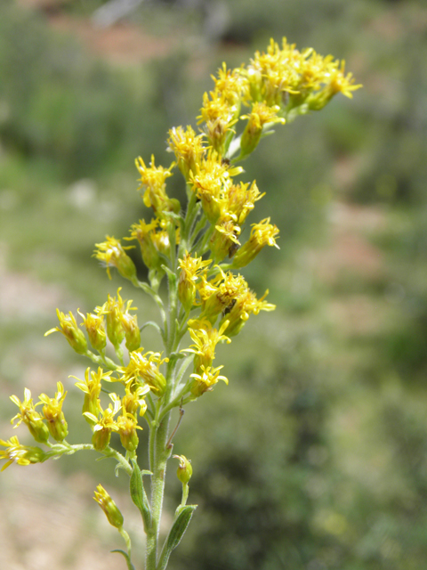 Solidago velutina (Threenerve goldenrod) #82833