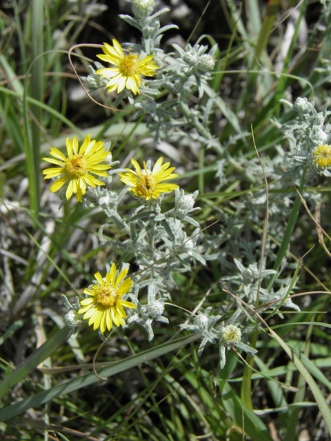 Machaeranthera pinnatifida (Lacy tansyaster) #82857