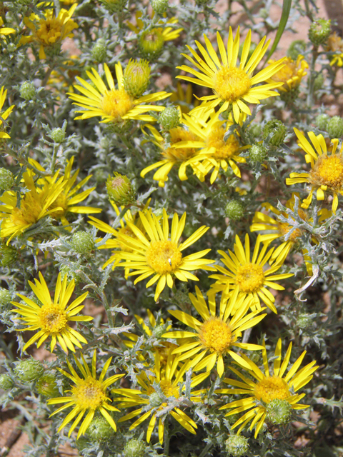 Machaeranthera pinnatifida (Lacy tansyaster) #82858